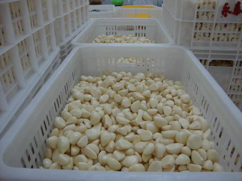 PEELED GARLIC
